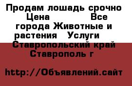 Продам лошадь срочно › Цена ­ 30 000 - Все города Животные и растения » Услуги   . Ставропольский край,Ставрополь г.